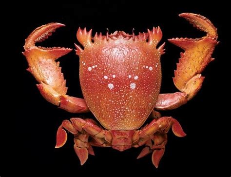 odd one tortoise crab frog fish